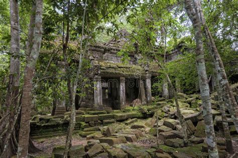  El Templo de la Selva Una Visión Exótica y Misteriosa del Mundo Natural!